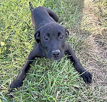 Photo of Blaze