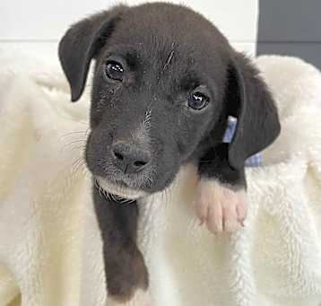 Photo of Atlas