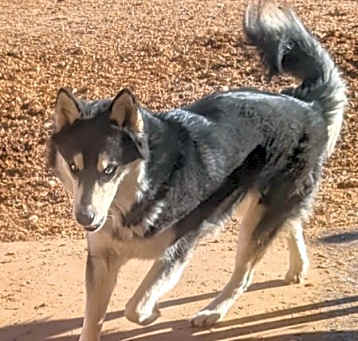 Photo of HUSKER