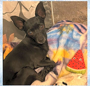 Photo of DON PEDRO - 5 YR CHIHUAHUA