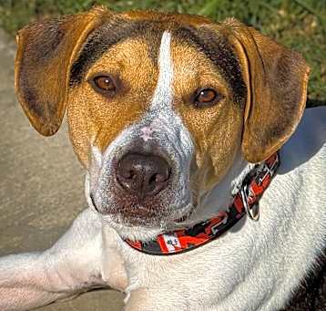 Photo of Tucker