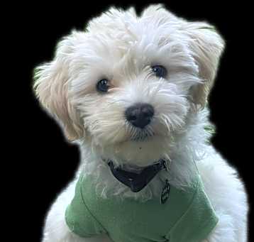 Photo of PENDING: Maverick