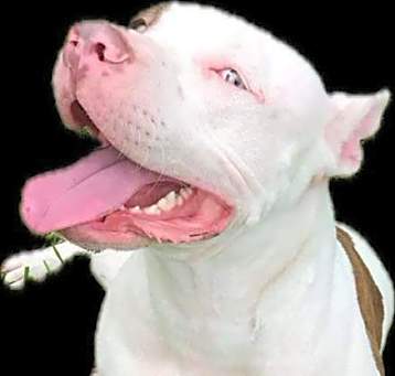 Photo of Sheba