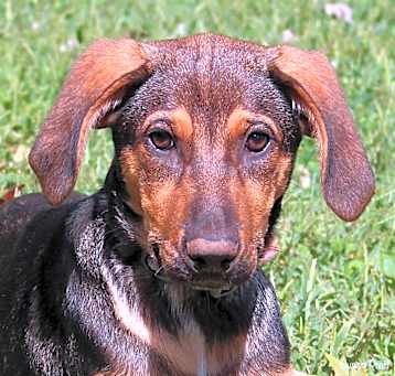 Photo of Annie