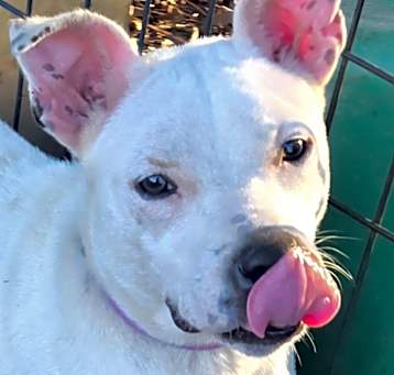 Photo of Casper