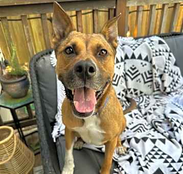 Photo of Nala