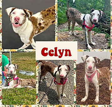 Photo of Celyn