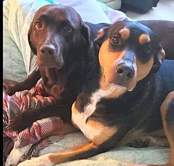 Photo of Bella and Mocha -courtesy post