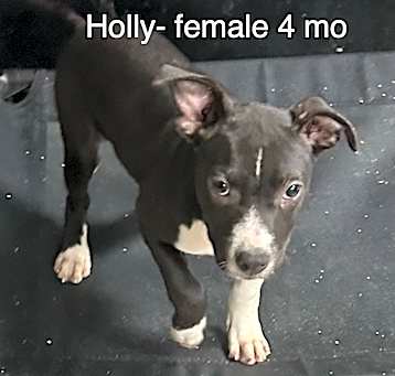 Photo of Holly