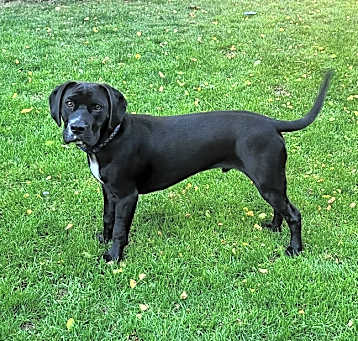 Photo of Puppernickel