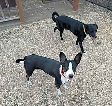 Photo of Roxy & Reggie