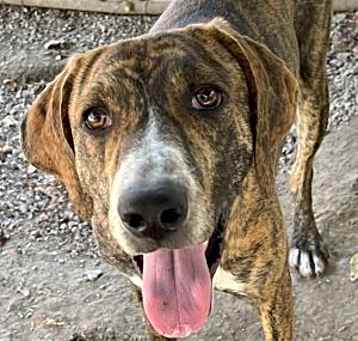 Photo of Brindle