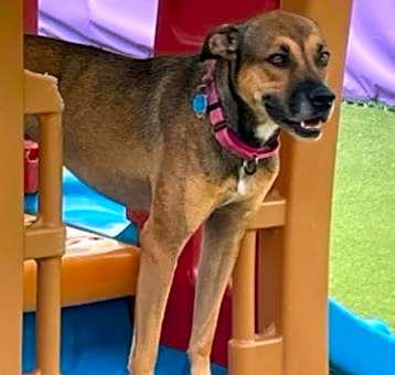 Photo of Layla