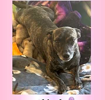 Photo of ABIGALE - 5 YR FEM CHIHUAHUA
