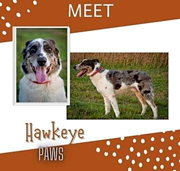 Photo of Hawkeye