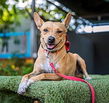 Photo of Dolly