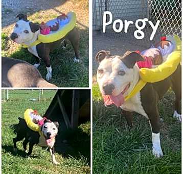 Photo of Porgy