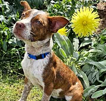 Photo of PUPPY ERNIE