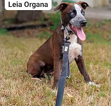 Photo of Leia