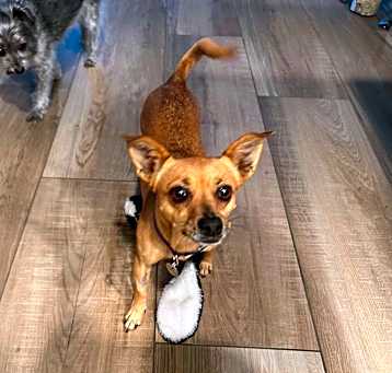 Photo of Daisy