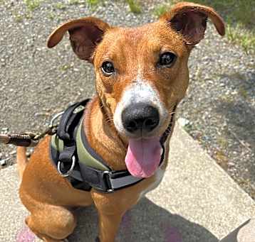 Photo of Boone