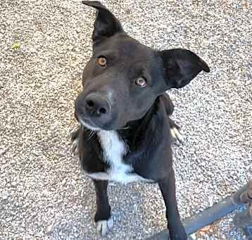 Photo of Pup