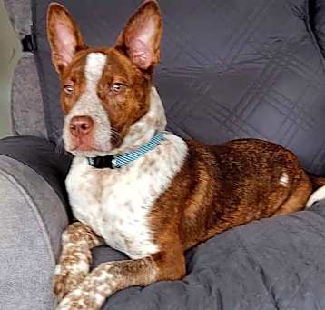 Photo of PUPPY ERNIE