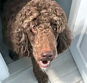 Photo of Scooby