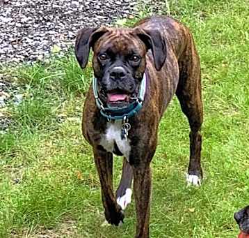 Photo of Kodiak “Kodi”