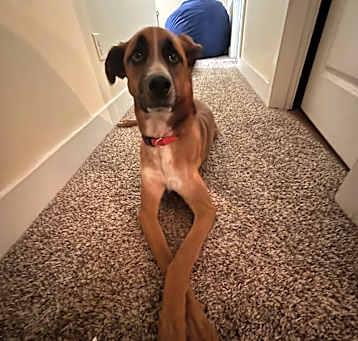 Photo of Remi