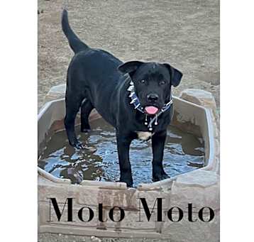 Photo of Moto Moto