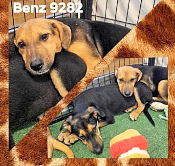 Photo of Benz