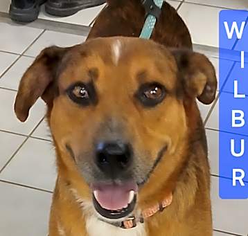 Photo of WILBUR