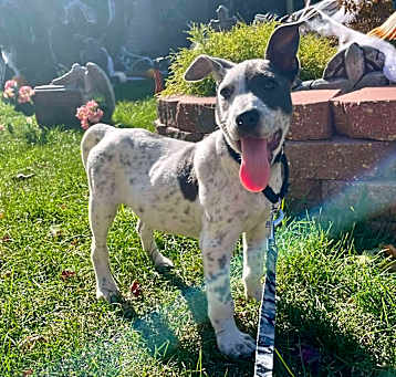 Photo of Kiefer - Adoption Pending!