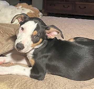 Photo of Blue