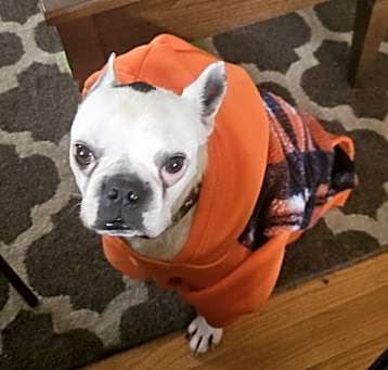 Photo of Rebel