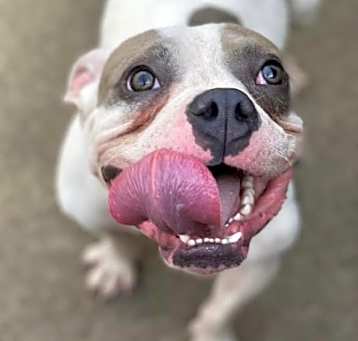 Photo of Ollie
