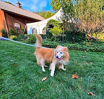 Photo of Riley