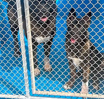 Photo of Akita Mom & Pup