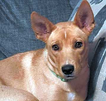 Photo of Penny