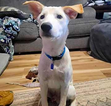 Photo of Maverick