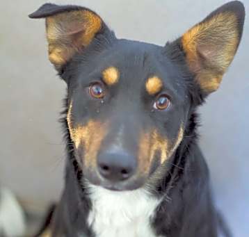 Photo of Thumper