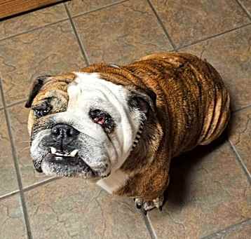 Photo of Maximus