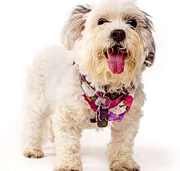 Photo of Princesa