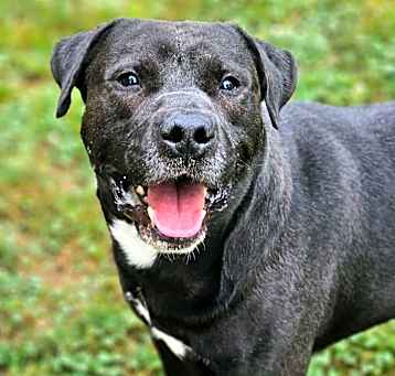 Photo of Diesel