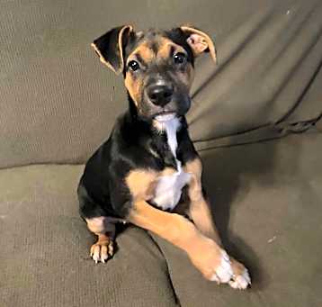 Photo of Rebel