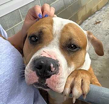 Photo of Csonka (4yo, 60lbs)