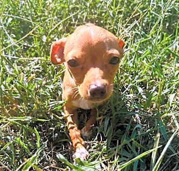 Photo of Taquito