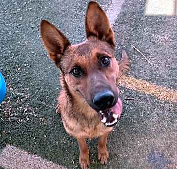 Photo of Gentleman Jerry-GREAT POOCH...in a foster