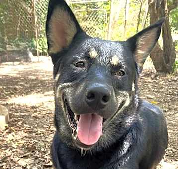 Photo of Rex